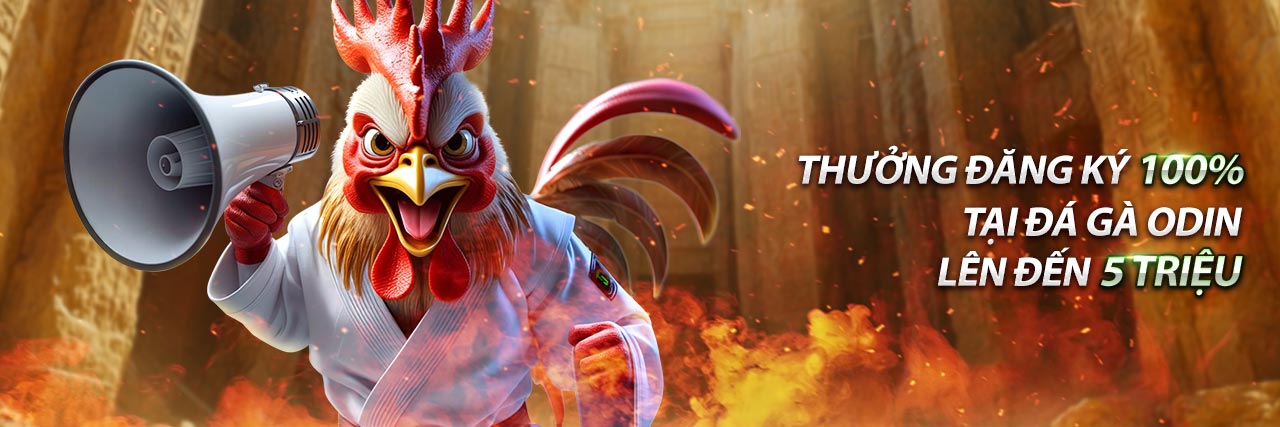 Hình ảnh chuyên gia phân tích chiến kê trước trận đấu đá gà.