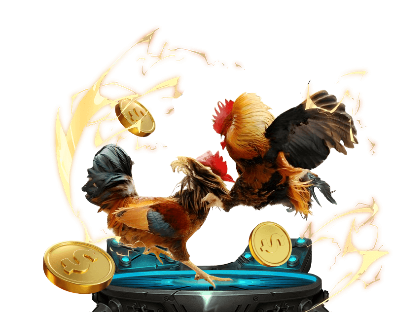 Trận đấu đá gà kịch tính tại 8us